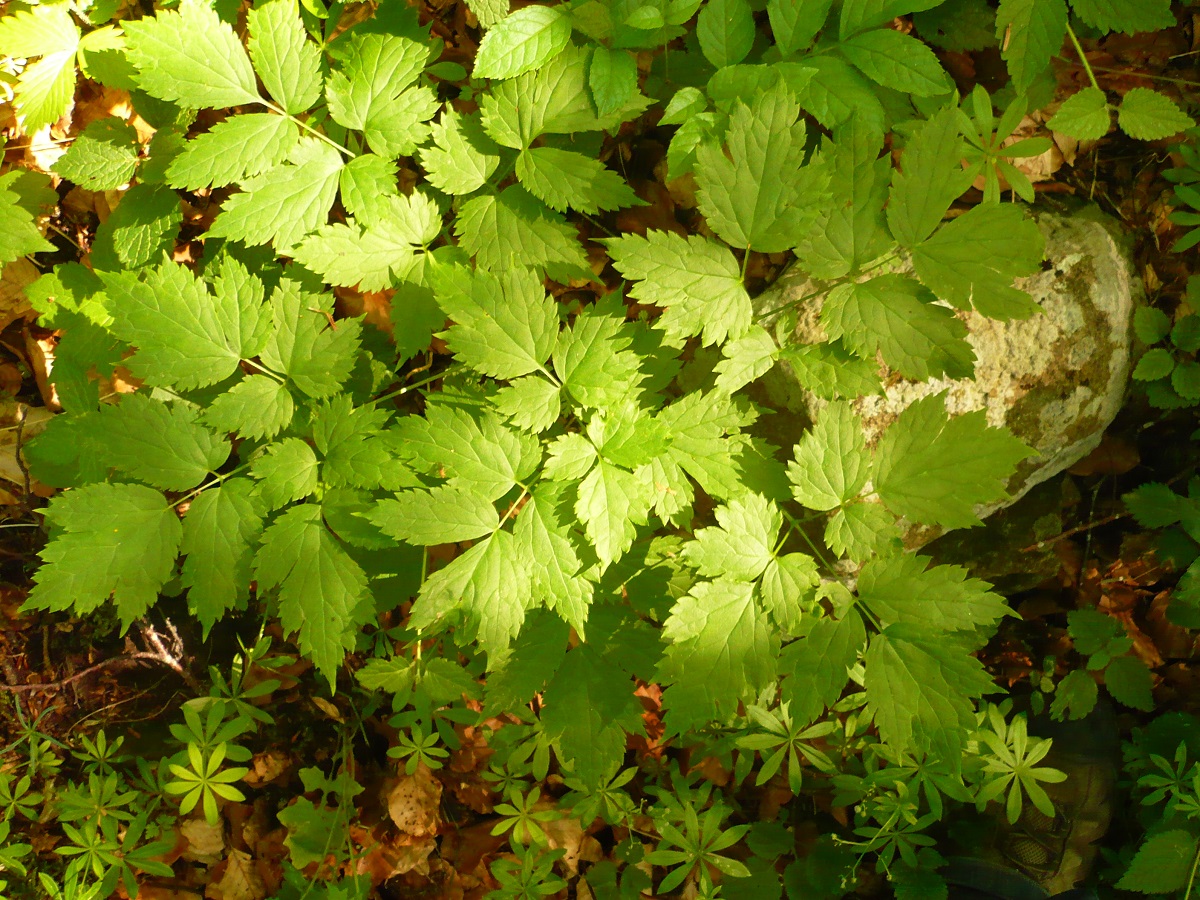 Actaea spicata (Ranunculaceae)
